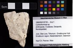 Foto (Objket + Etiketten) von Culmenformosa sp. 